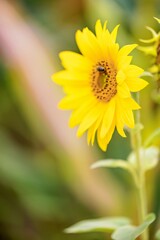 sunflower on green background