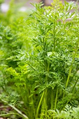 close uo of root herb