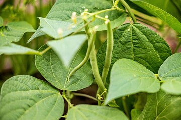 ripe beans on the bean plant