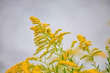 yellow flowers on blue sky background