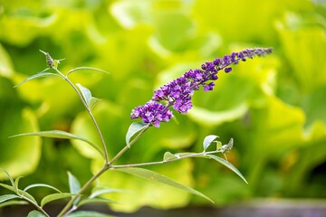 blühender Sommer Flieder in lila