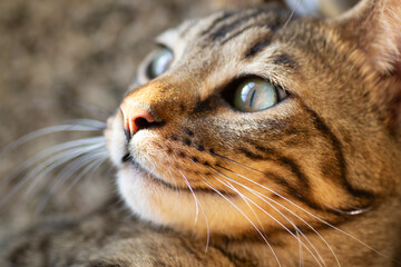 close up of a cat