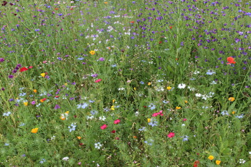 Prairie fleurie - mélange de fleurs