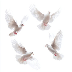 doves floating in the air