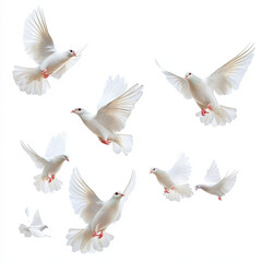 Fototapeta premium doves floating in the air
