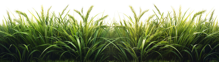 Fototapeta premium A Lush Paradise: Experience the Invigorating Beauty of Verdant Grass, Perfectly Showcasing Nature's Rich Colors and Textures in a Harmonious, Tranquil Setting of Freshness.