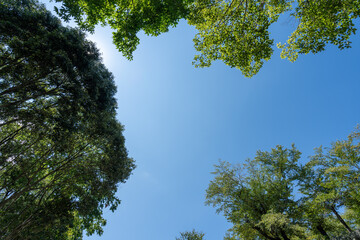 森の中から見上げる空