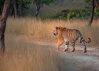 Bengal tiger walking on the forest road at golden hour. Selective focus.