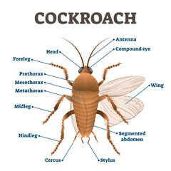 Cockroach illustration, transparent background. Labeled educational body structure scheme. Zoology diagram with metathorax, antenna, stylus, cercus, prothorax and other parts.