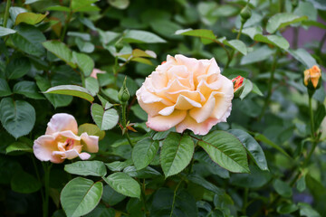 バラ「モナリザ」