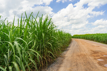 sugar cane fields with road at countryside, agriculture, green plants,growth