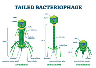 Tailed bacteriophage illustration, transparent background. Labeled virus educational scheme. Myoviridae, siphoviridae and podoviriade comparison with detailed structure diagram.