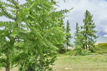 Close-up of spruce branches in a mountainous area. Beautiful wallpaper of nature. Mountain Altai.
