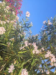 Beautiful blooming oleander on a sunny day.
