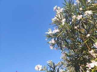 Beautiful blooming oleander on a sunny day.