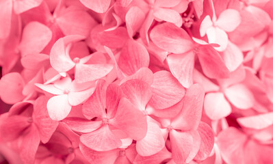 Fototapeta premium Pink flowers close up. Bouquet of red flowers. City flower beds, a beautiful and well-groomed garden with flowering bushes.