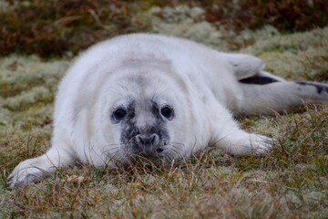 Seal in the dunes