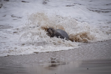 Seal splashing in the sea