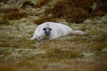 Seal in the dunes
