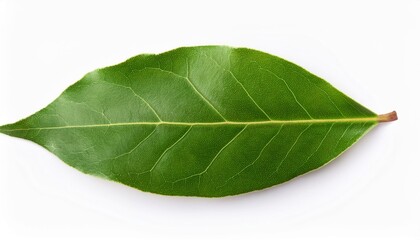 Obraz premium Top View of Fresh Green Bay Leaves: Isolated on White Background