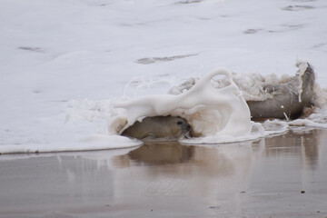 Wave splashing over a seal