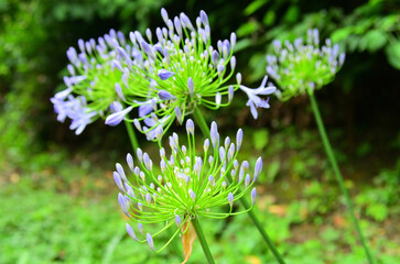 くりはま花の国　神奈川県横須賀市神明町
