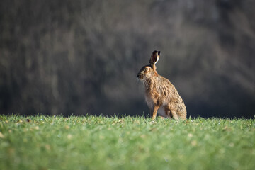 Hare in a field
