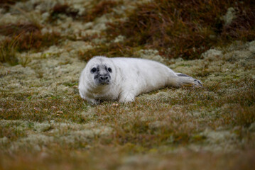 Seal in the dunes