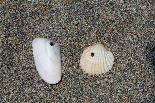 Two seashells lying on the beach sand with small holes in them due to a lithophages species