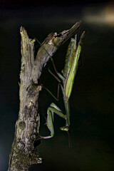 Green mantis hanging from a branch waiting for prey