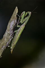 Green mantis hanging from a branch waiting for prey