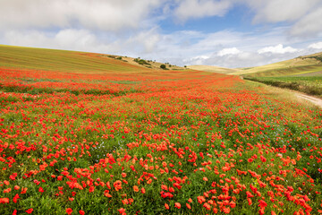 Poppy fields on the south downs between Woodingdean and Rottingdean Brighton east Sussex south east England UK