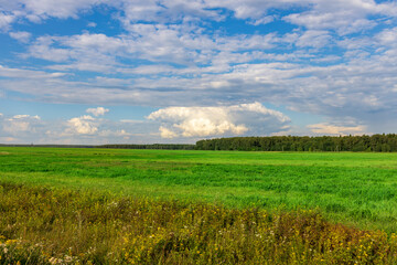 A field of green grass with a few yellow flowers in the foreground