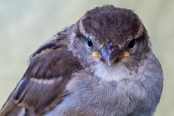 moineau des villes