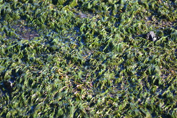 Dense carpet of sea grass Zostera muelleri exposed to air during low tide. Location: Auckland New Zealand