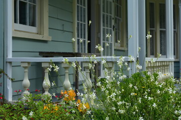 Various mostly field flowers growing in front of porch of vintage wooden villa. Location: Auckland New Zealand