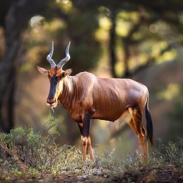 Common Tsessebe Portrait