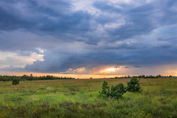 A field of grass with a cloudy sky in the background