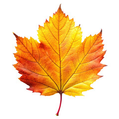 Autumn Leaf with Yellow and Orange - Transparent Background png