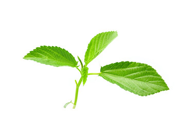 fresh leaves of Jute mallow isolated on a white background