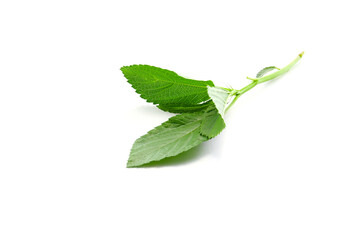 fresh leaves of Jute mallow isolated on a white background