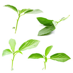 fresh leaves of Jute mallow isolated on a white background