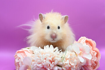 an ivory hamster with long fur