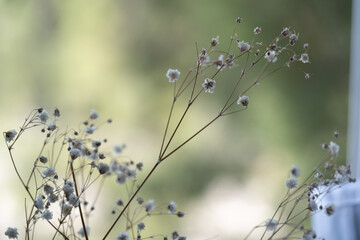 tallo con flor nube con fondo desenfocado verde