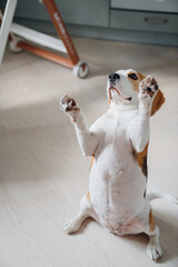 Cute beagle dog asks for a treat in the apartment. 