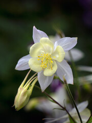 Closeup of a white flower of columbine  (Aquilegia - unknown Variety) in a cottage garden in early summer