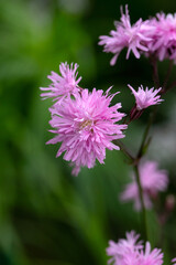 Closeup of ragged robin (Silene flos-cuculi 'Petite Jenny') in a garden in early summer