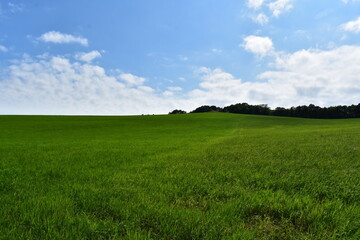北海道の草原地帯