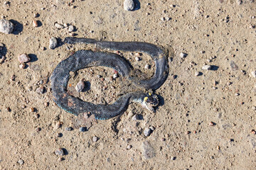 Grass snake run over on a dirt road