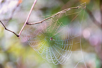 Spider in a net with a mosquito